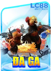 Đá gà B8